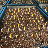 팜모닝 기타작물·자유게시판 게시글 이미지