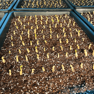 알 수 없음님의 기타작물 · 자유게시판 작성글 사진