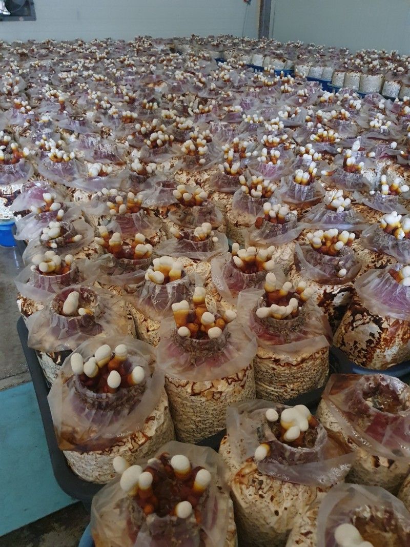 버섯스토리님의 장터 판매 상품 [일반영지버섯보다 함유량이 2배높은 건녹각영지버섯 100g 판매합니다 (3세트남음)] 첨부 사진