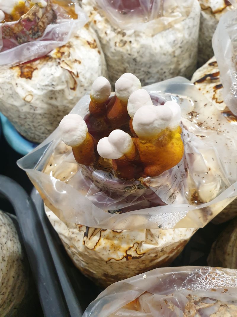 버섯스토리님의 장터 판매 상품 [일반영지버섯보다 함유량이 2배높은 건녹각영지버섯 100g 판매합니다 (3세트남음)] 첨부 사진