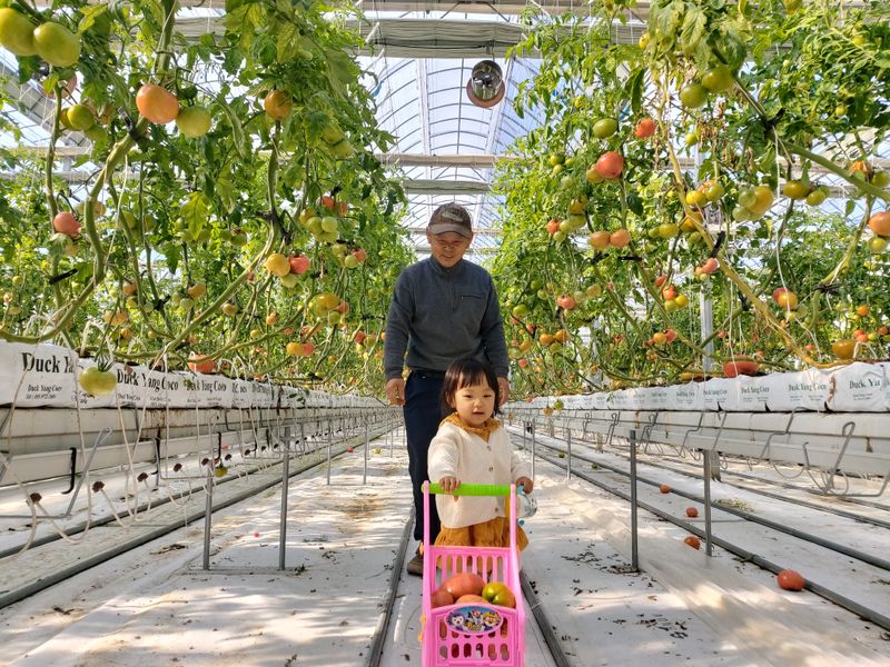 옥 란 (경남거제)님의 장터 판매 상품 [완숙토마토 5kg] 첨부 사진