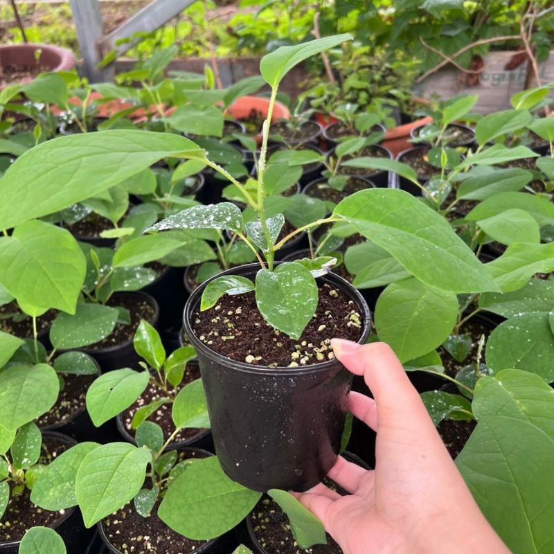 이기자원예종묘님의 장터 판매 상품 [토종 함박꽃(산목련) 포트묘 1주] 첨부 사진