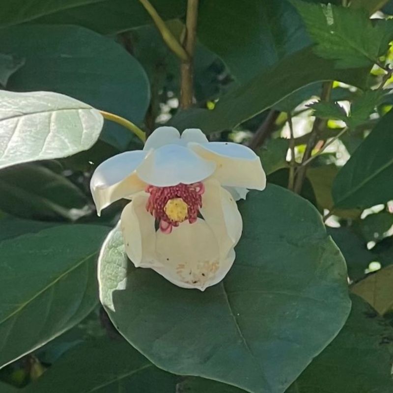 이기자원예종묘님의 장터 판매 상품 [토종 함박꽃(산목련) 포트묘 1주] 첨부 사진