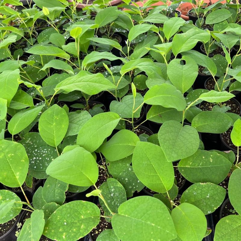 이기자원예종묘님의 장터 판매 상품 [토종 함박꽃(산목련) 포트묘 1주] 첨부 사진