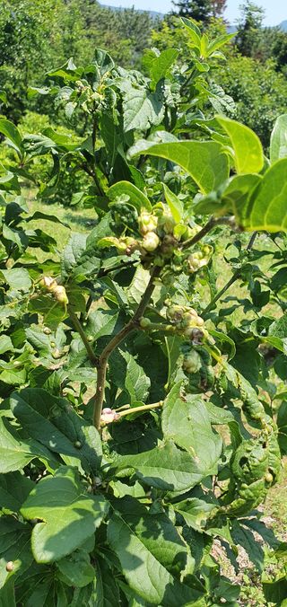 거제도님의 기타작물 · 병해충상담 작성글 사진