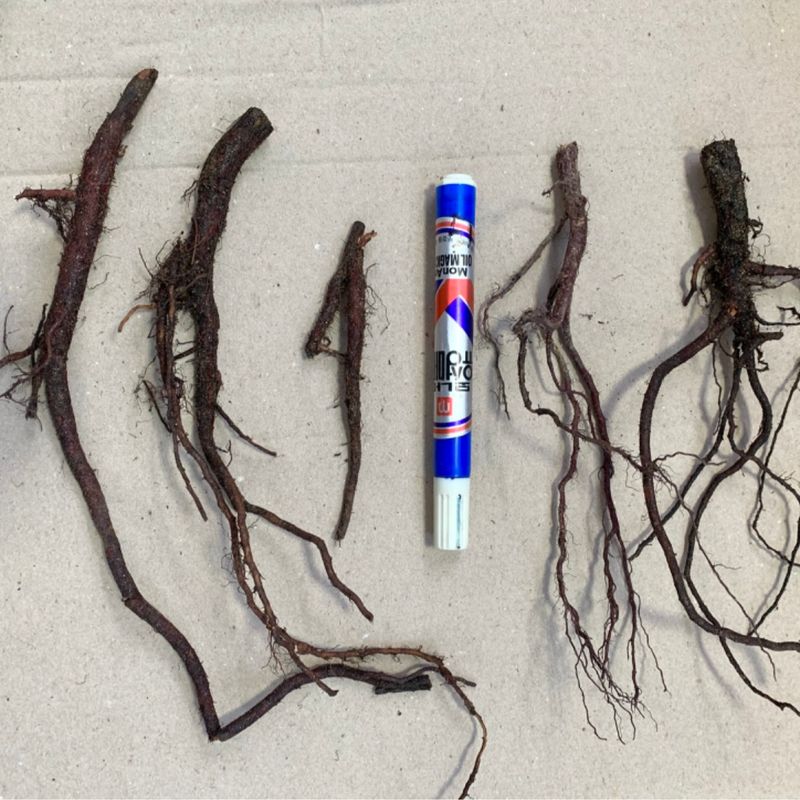 이기자원예종묘님의 장터 판매 상품 [지치 종근 5개] 첨부 사진