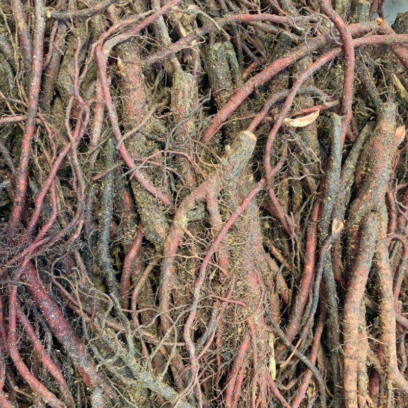 이기자원예종묘님의 장터 판매 상품 [지치 종근 5개] 첨부 사진