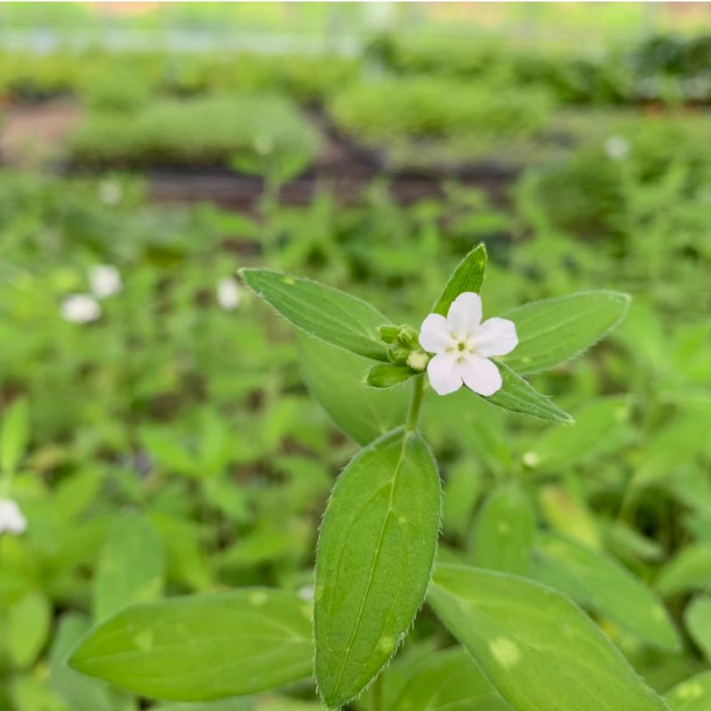 이기자원예종묘님의 장터 판매 상품 [지치 종근 5개] 첨부 사진