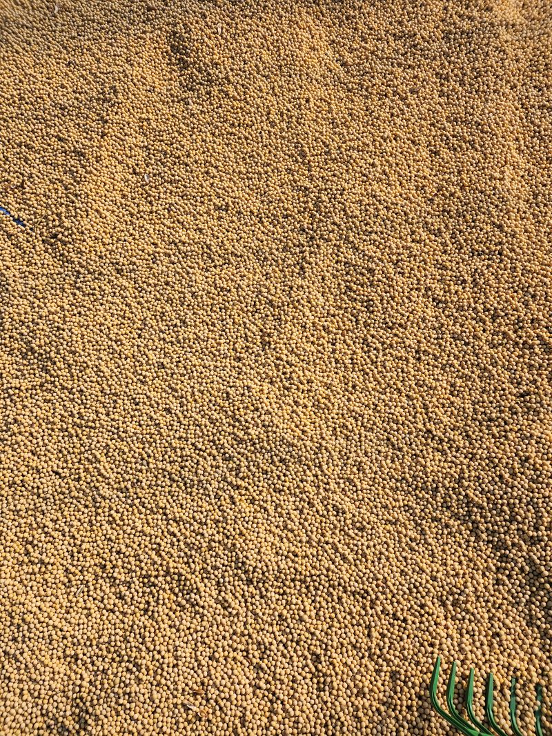 조일현님의 장터 판매 상품 [종자요 메주콩10kg] 첨부 사진