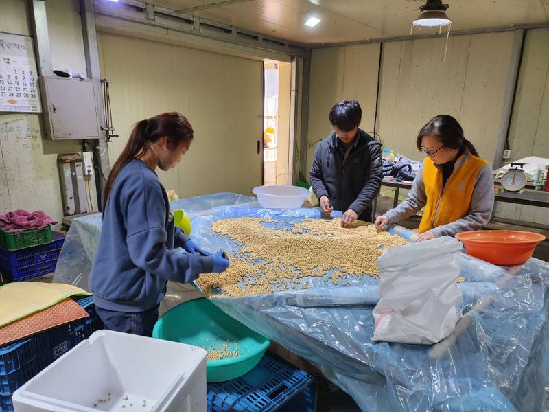 조일현님의 장터 판매 상품 [종자요 메주콩10kg] 첨부 사진