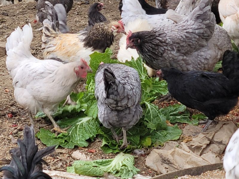 장터 상품 [유정란 판매 30알] 썸네일