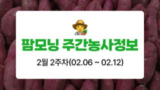 고구마 농사도우미님의 고구마 · 농사길잡이 작성글 사진