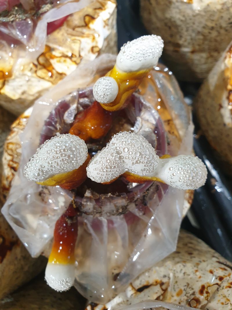 버섯스토리님의 장터 판매 상품 [일반영지버섯보다 함유량이 2배높은 건녹각영지버섯 100g 판매합니다 (4세트남음)] 첨부 사진