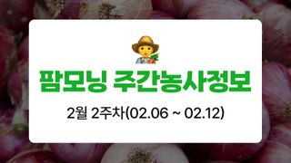 양파 농사도우미님의 양파 · 농사길잡이 작성글 사진