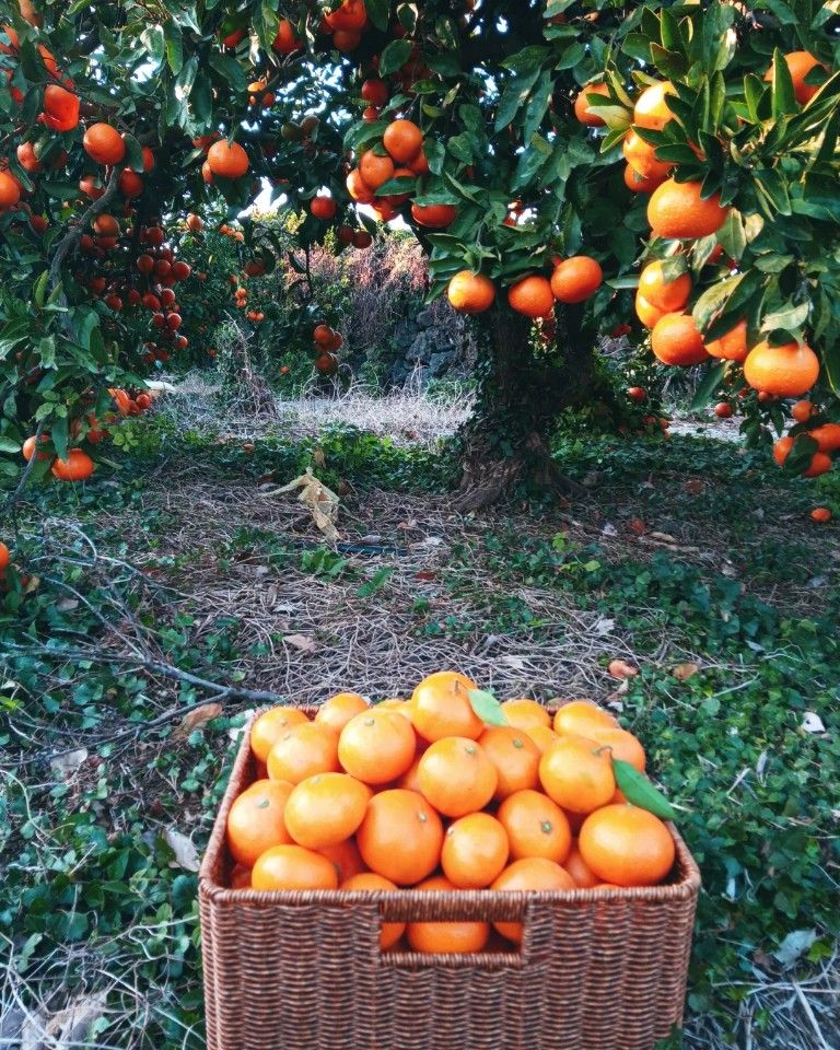 대정골귤꽃농원님의 장터 판매 상품 [금방 딴 싱싱귤 대과 15키로 대과 (마감)] 첨부 사진