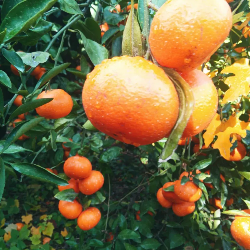 장터 상품 [금방 딴 싱싱귤 대과 15키로 대과 (마감)] 썸네일