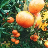 팜모닝 · 게시글 이미지