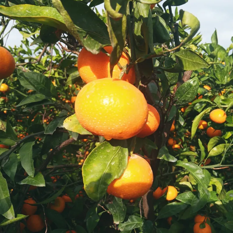 대정골귤꽃농원님의 장터 판매 상품 [금방 딴 싱싱귤 대과 15키로 대과 (마감)] 첨부 사진