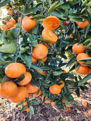 조현기 님의 귤 · 일상 작성글 사진