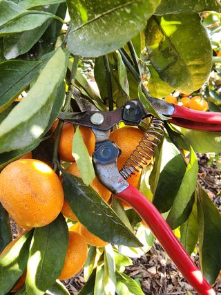 조현기 님의 귤 · 일상 작성글 사진