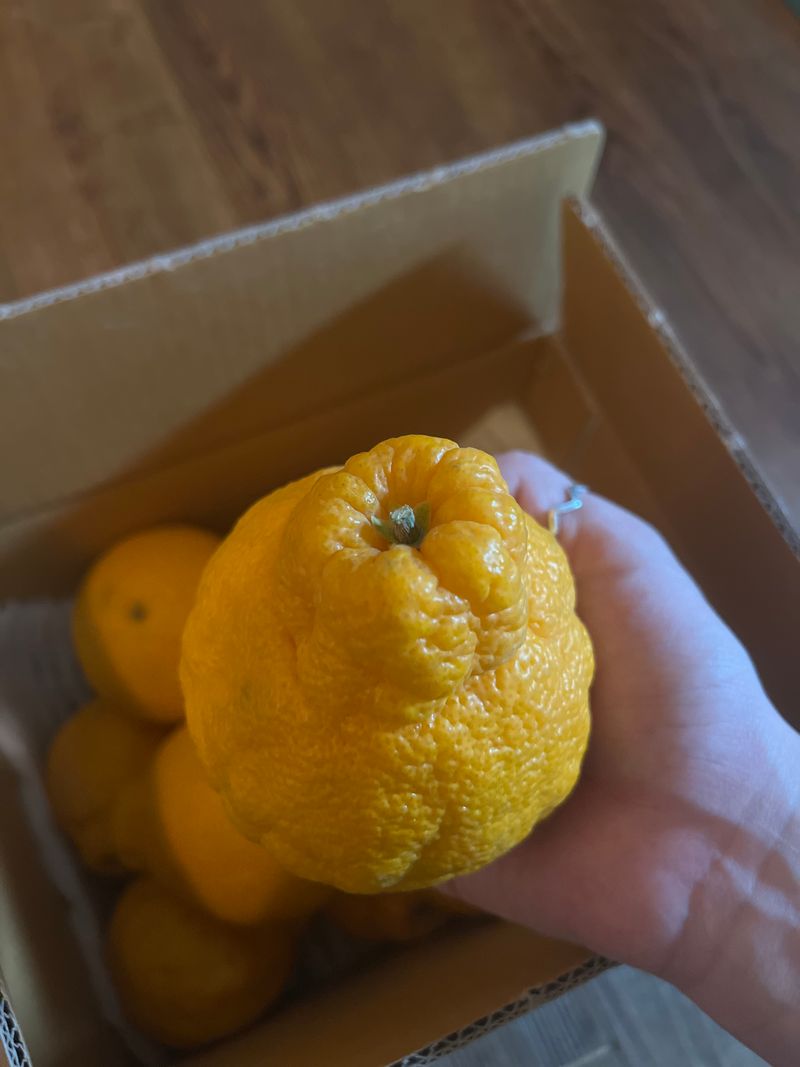 장터 상품 [제주도한라봉 3kg] 썸네일