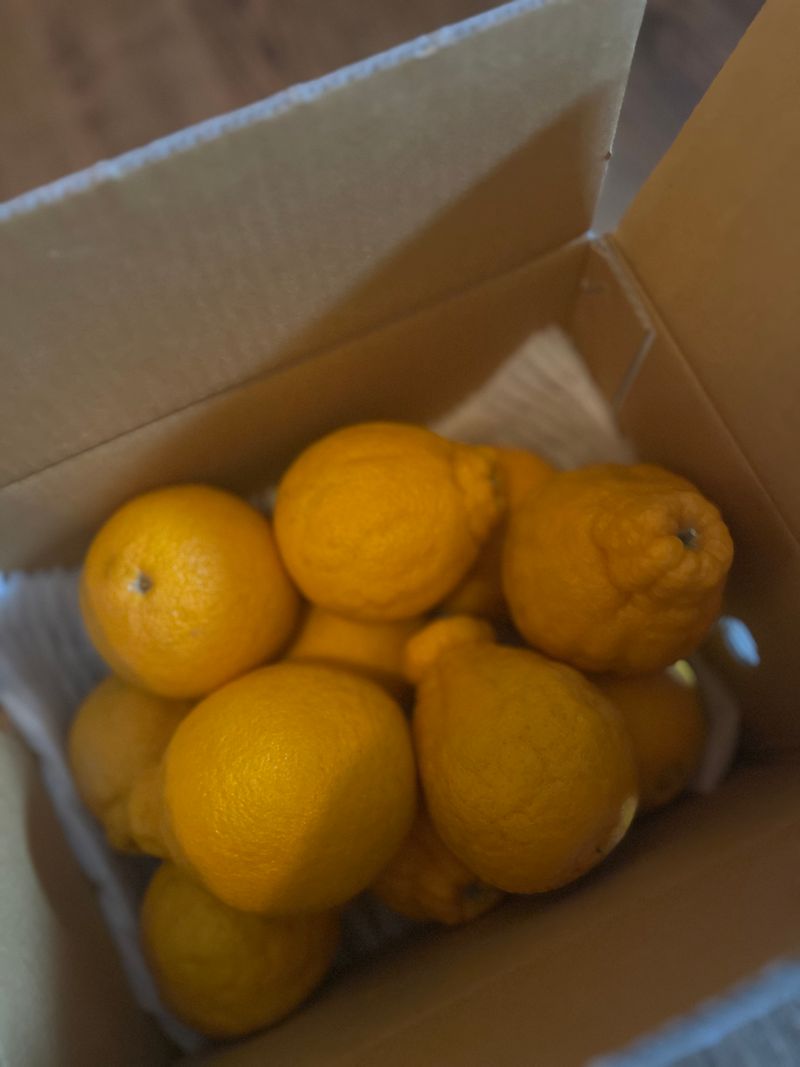 홍키통키님의 장터 판매 상품 [제주도한라봉 3kg] 첨부 사진