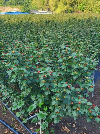 처녀골 산딸기 농장님의 딸기 · 수확 작성글 사진