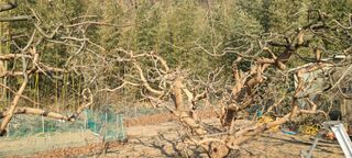 성동구리님의 감 · 자유게시판 작성글 사진