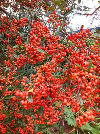 홍촌님의 기타작물 · 자유게시판 작성글 사진