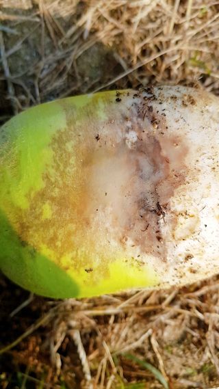 초록하늘별님의 배추 · 병해충상담 작성글 사진