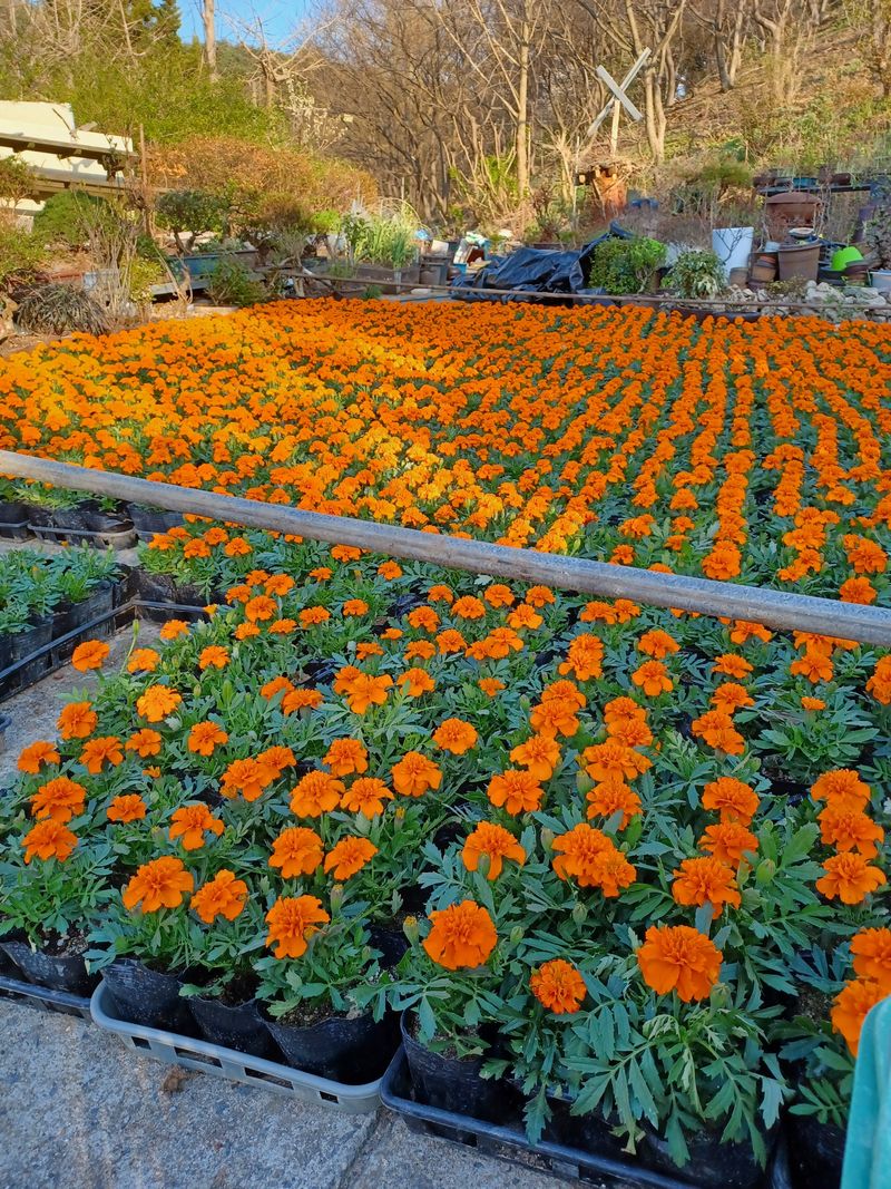 장터 상품 [유기농 마리골드차판매610g  ] 썸네일