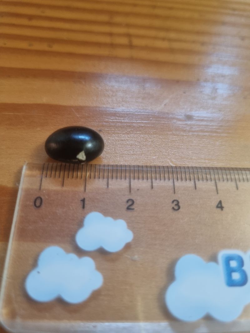 장터 상품 [귀족서리태 1kg] 썸네일