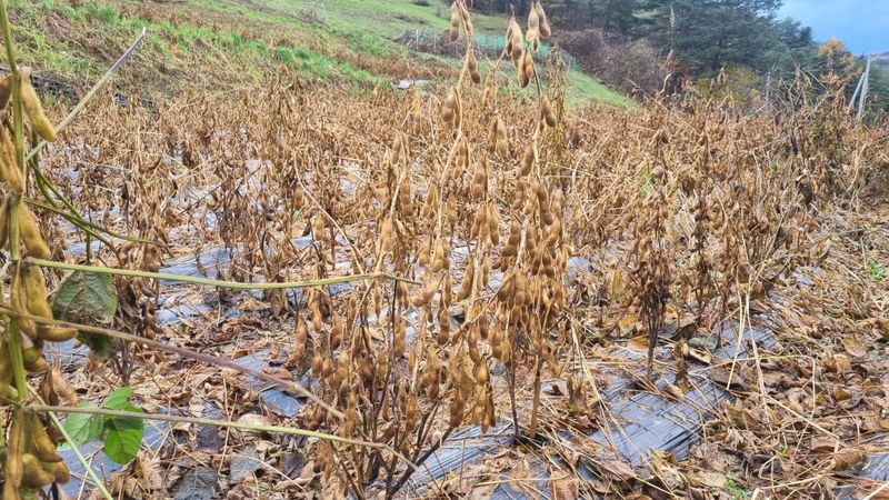 귀족 서리태  농부님의 장터 판매 상품 [귀족서리태 1kg] 첨부 사진