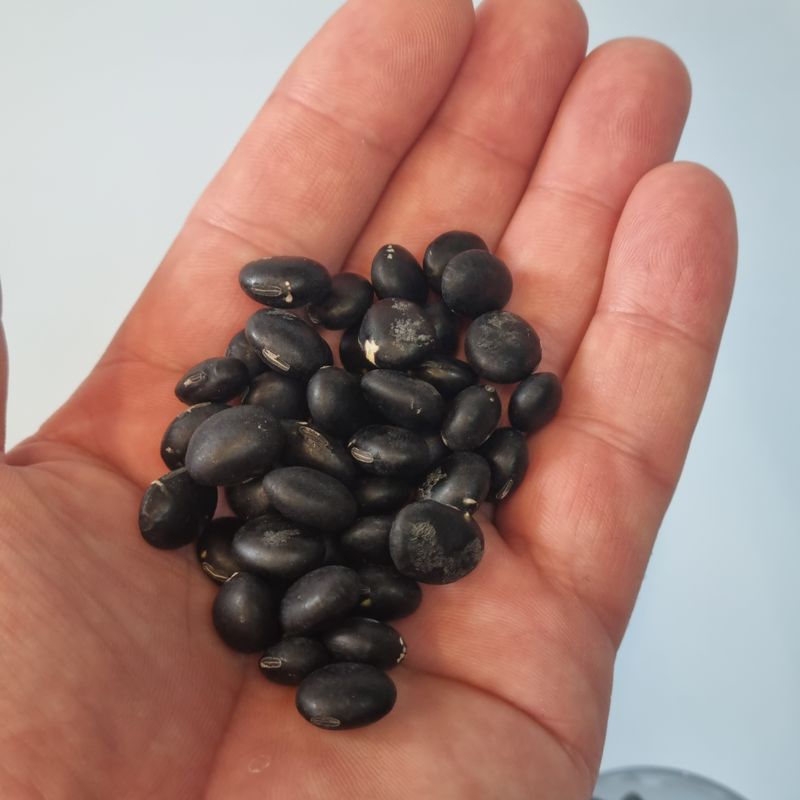 귀족 서리태  농부님의 장터 판매 상품 [귀족서리태 1kg] 첨부 사진