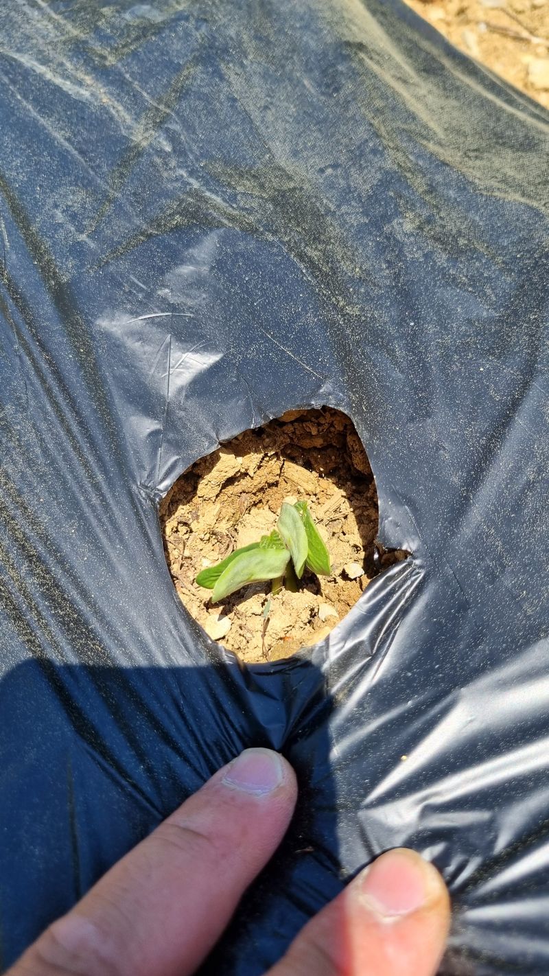 귀족 서리태  농부님의 장터 판매 상품 [귀족서리태 1kg] 첨부 사진