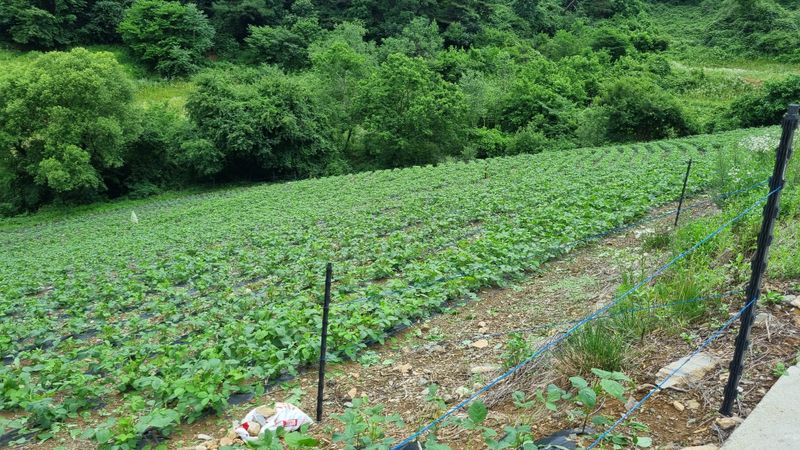 귀족 서리태  농부님의 장터 판매 상품 [귀족서리태 1kg] 첨부 사진