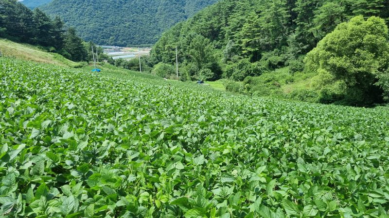 귀족 서리태  농부님의 장터 판매 상품 [귀족서리태 1kg] 첨부 사진
