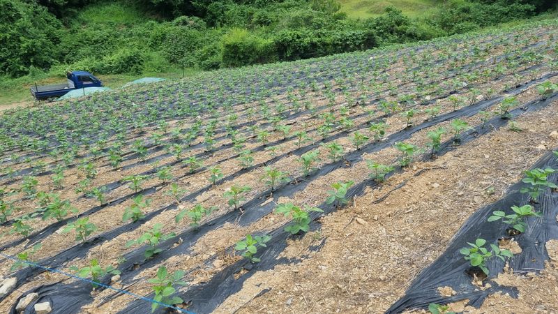 귀족 서리태  농부님의 장터 판매 상품 [귀족서리태 1kg] 첨부 사진