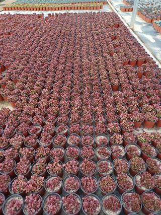 팜모닝회원 김순달 님의 하우스정보 · 자유게시판 작성글 사진