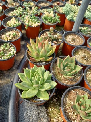 팜모닝회원 김순달 님의 하우스정보 · 자유게시판 작성글 사진