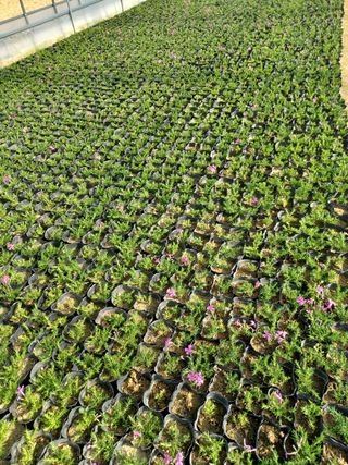 팜모닝회원 김순달 님의 하우스정보 · 자유게시판 작성글 사진