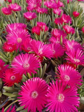 팜모닝회원 김순달 님의 하우스정보 · 자유게시판 작성글 사진