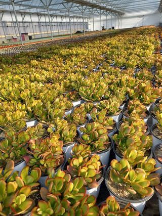 팜모닝회원 김순달 님의 하우스정보 · 자유게시판 작성글 사진