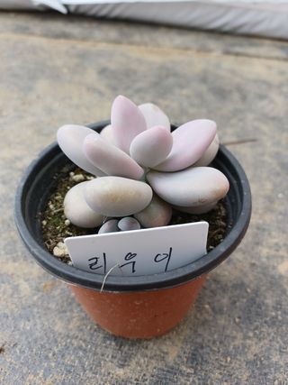 팜모닝회원 김순달 님의 하우스정보 · 자유게시판 작성글 사진