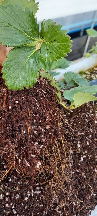 원심님의 딸기 · 병해충상담 작성글 사진