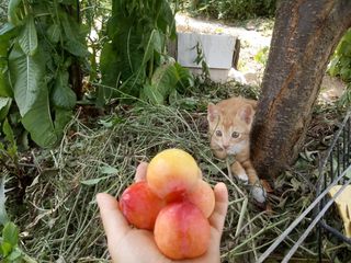 금동이네님의 자두 · 자유게시판 작성글 사진