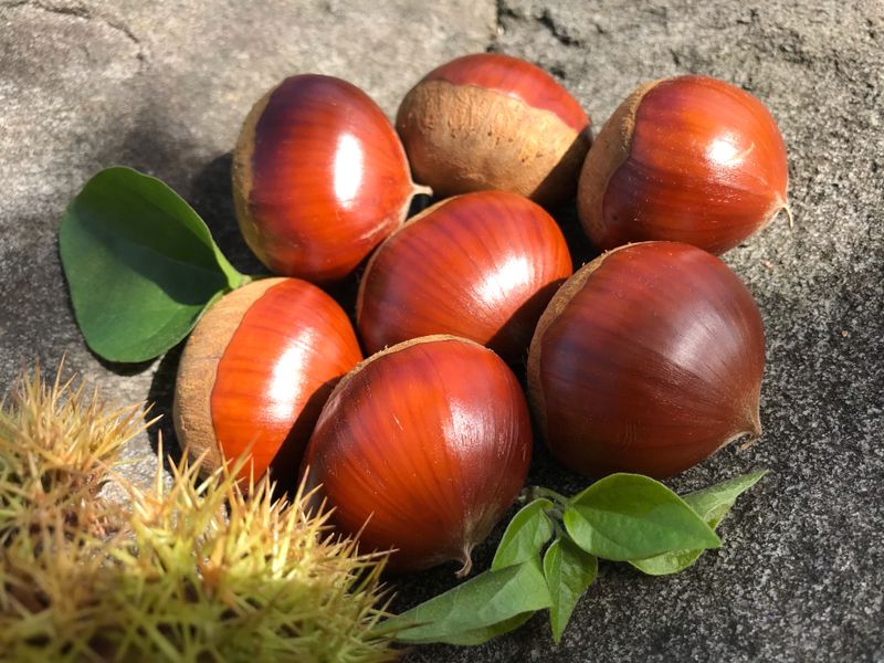 신연희님의 장터 판매 상품 [[판매완료] 토종알밤 4Kg] 첨부 사진