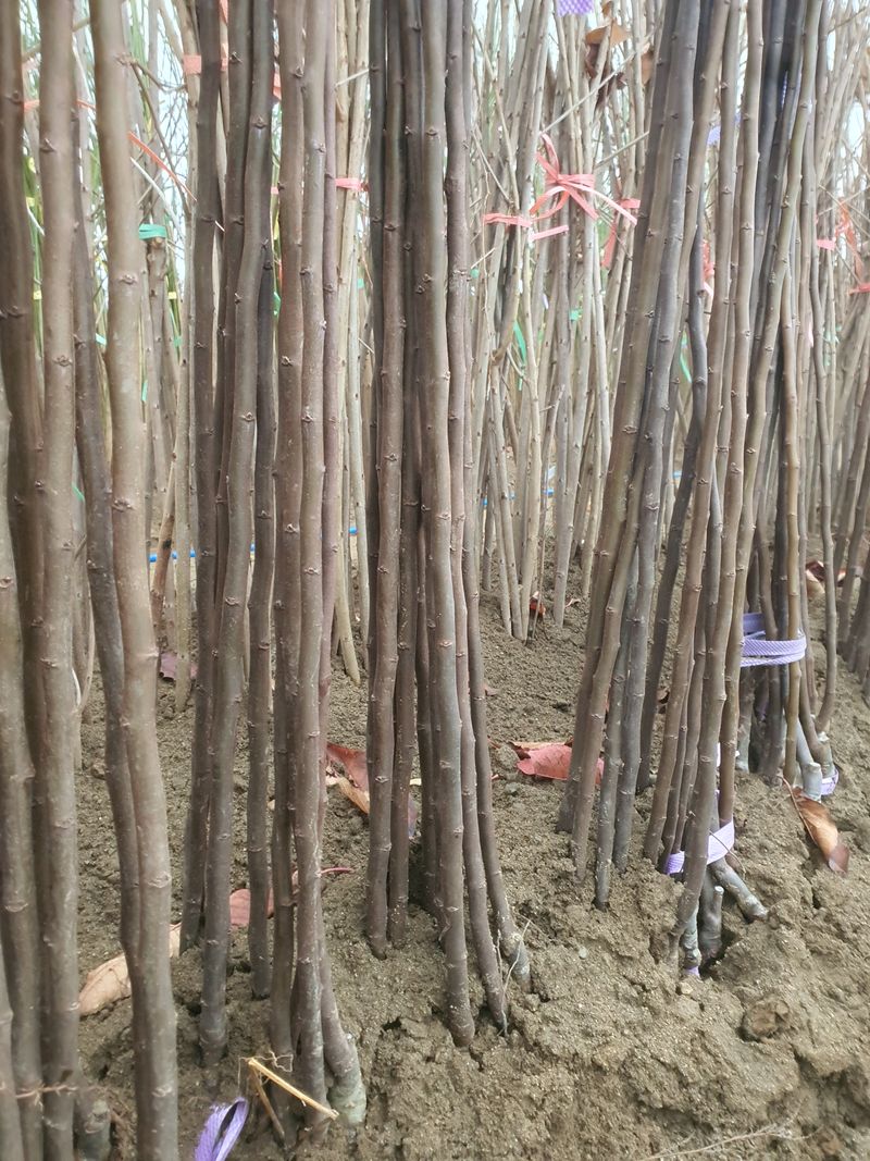 서울농원묘목님의 장터 판매 상품 [유실수 과실수 접목 1년생 특묘  분양중 및 예약분양] 첨부 사진