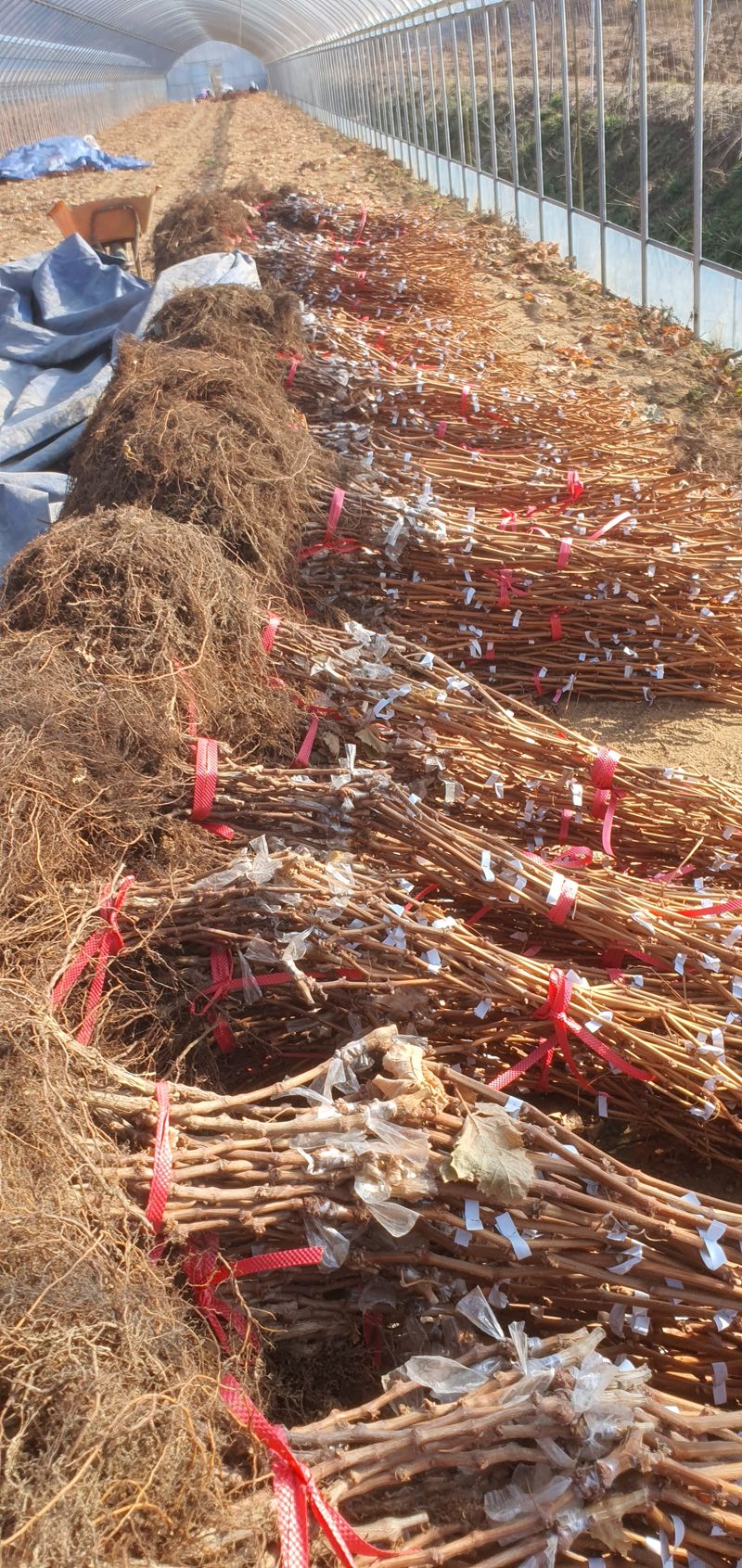 서울농원묘목님의 장터 판매 상품 [유실수 과실수 접목 1년생 특묘  분양중 및 예약분양] 첨부 사진