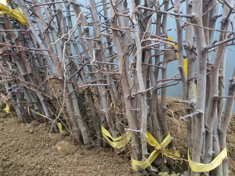 서울농원묘목님의 장터 판매 상품 [유실수 과실수 접목 1년생 특묘  분양중 및 예약분양] 첨부 사진